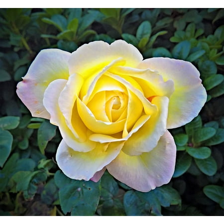 Canvas Print Floribunda Rose Bloom Yellow Petals Rose Stretched Canvas 32 x