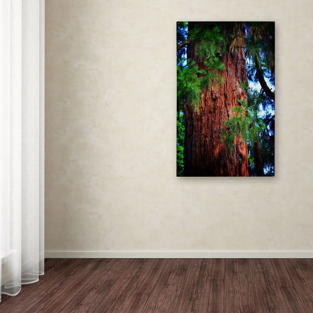 Trademark Fine Art "Giant Sequoia" Canvas Art by Philippe Sainte-Laudy