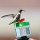 thumbnail image 5 of Alimentador De Pájaros Diseño De Muñeca Alimentador De Colibrí Portátil Con Tira Gran Regalo Para Los Amantes De Los Pájaros Vogacara PT002214-00, 5 of 6