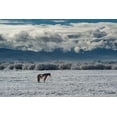 thumbnail image 2 of Garber, Howie 18x13 Black Ornate Wood Framed with Double Matting Museum Art Print Titled - Horse grazing in winter with Bighole Mountains in the distance-Teton Valley-Idaho, 2 of 4
