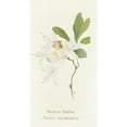 thumbnail image 3 of Margaret Armstrong 9x14 Black Modern Framed Museum Art Print Titled - Western Azalea (1915), 3 of 5