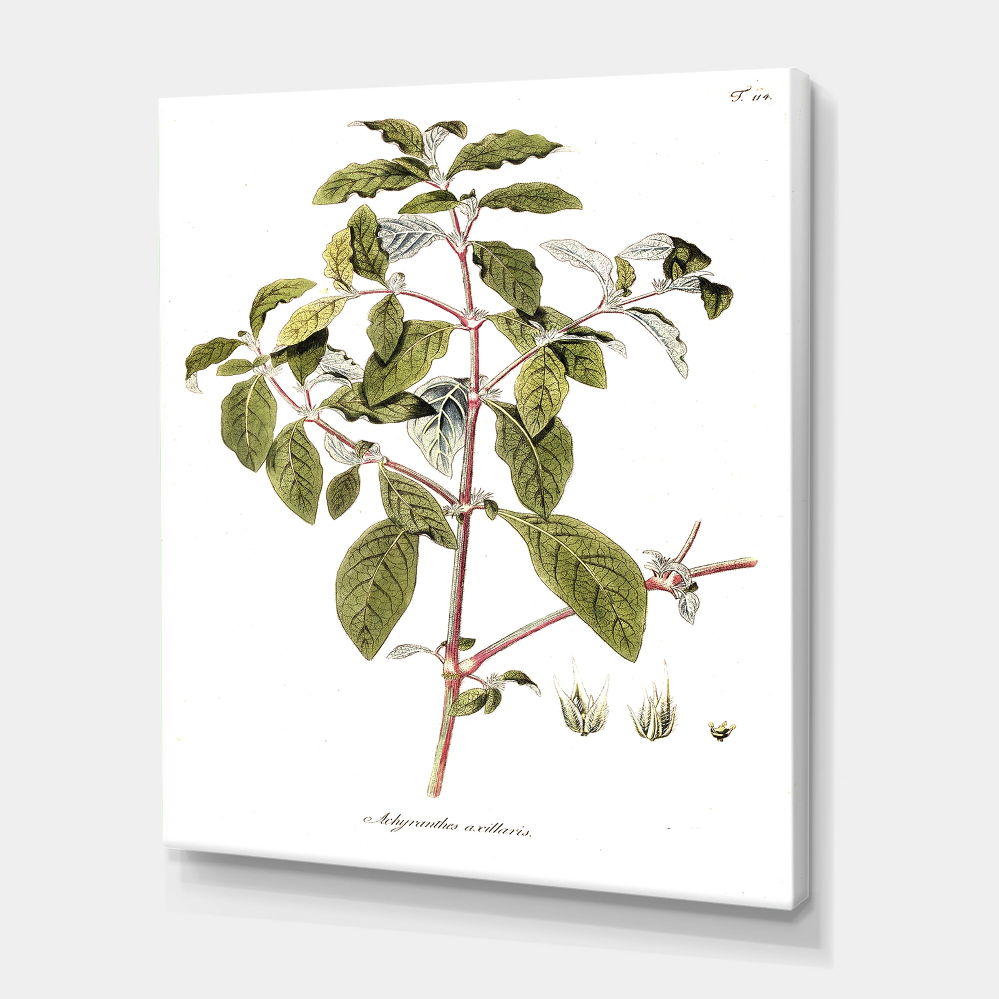 Designart ' Ancient American Flora IV ' Traditional Canvas Wall Art Print