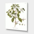 thumbnail image 3 of Ancient American Flora IV 8 in x 12 in Painting Canvas Art Print, by Designart, 3 of 4