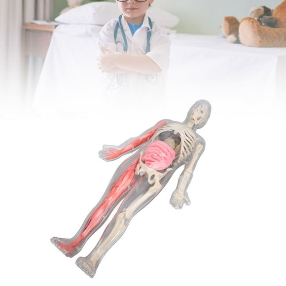 Human Body Model, Physiology Study Human Body Organ Bones with Removable Organs Bones for Class