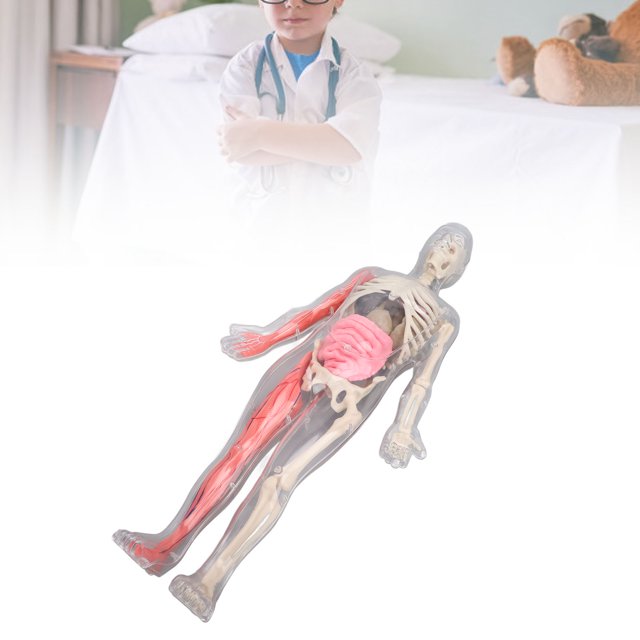 Human Body Model, Physiology Study Human Body Organ Bones with Removable Organs Bones for Class