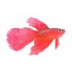 thumbnail image 3 of unbranded De Acuario Betta Artificial Roja De Silicona Con, 3 of 4