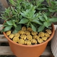 thumbnail image 1 of RKSTN Pavage en Résine pour Plantes Succulentes en Pot, Aménagement Paysager de Cour 20 Pcs, 1 of 8