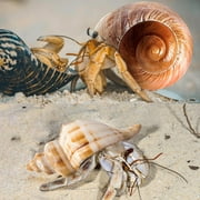 Sinkoo 5 Pcs Large Hermit Crab Shells Natural Sea Conch Size 2.8 - 3.9, Opening Size 1.5 - 2.5 Turbo Seashells for Hermit Crab Supplies and Beach Decoration Large Sea Shell