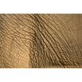 thumbnail image 1 of Elephants Skin Poster Print, Large - 36 x 24, 1 of 1