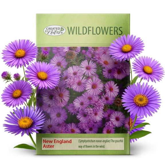 Created By Nature, New England Aster Seeds, Pink and Purple Perennial Flower Seeds, Non-GMO, Pollinator Friendly, 2,500 Seeds, Covers Up to 93 sq. ft. (Symphyotrichum novae-angliae)