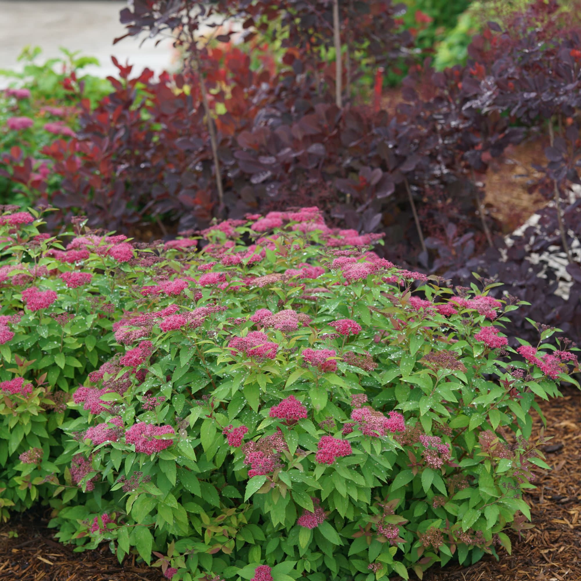 Proven Winners ColorChoice 5" Double Play Red Spirea Live Plant in 4.5" Pot (4 Count)