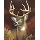 thumbnail image 1 of 30x40cm Adultos Niños 5D Diy Diamant Art Peinture Kit Sincero Cerf Sika, 1 of 5