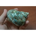 thumbnail image 2 of Polished Green Jade Turbo Hermit Crab Seashell 3" - 3 1/2", 2 of 3