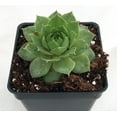thumbnail image 2 of Green Wheel Moon Hens & Chicks -  Sempervivum - Very Hardy - 4" Pot -Moon Charms, 2 of 2