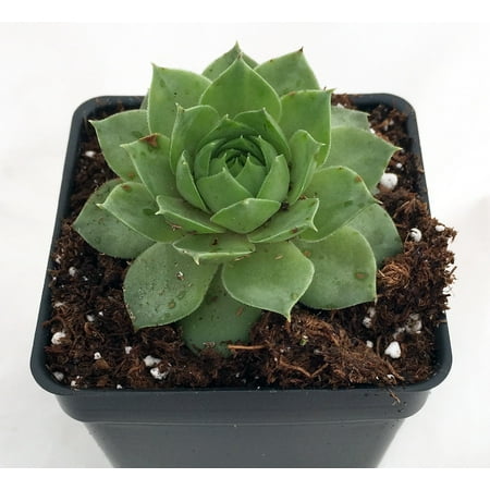 Chick Gone Green - Green Wheel Hens & Chicks - Sempervivum - Very Hardy - Quart Pot