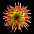 thumbnail image 2 of Reynolds, Richard 26x26 White Modern Wood Framed Museum Art Print Titled - Dahlia ~ Tahiti Sunrise, 2 of 4