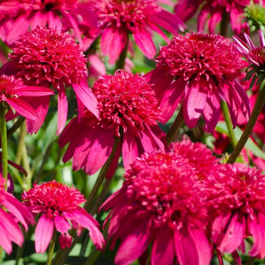 3 Double Scoop Cranberry Coneflower/ Echinacea in 4 Inch Pots (one plant per pot) Deer Resistant
