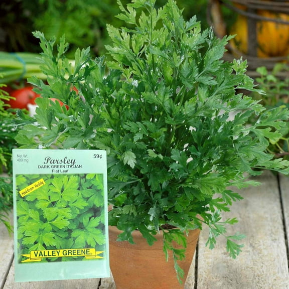 Valley Greene 400mg Parsley Italian Flat Leaf Seeds : 2CT