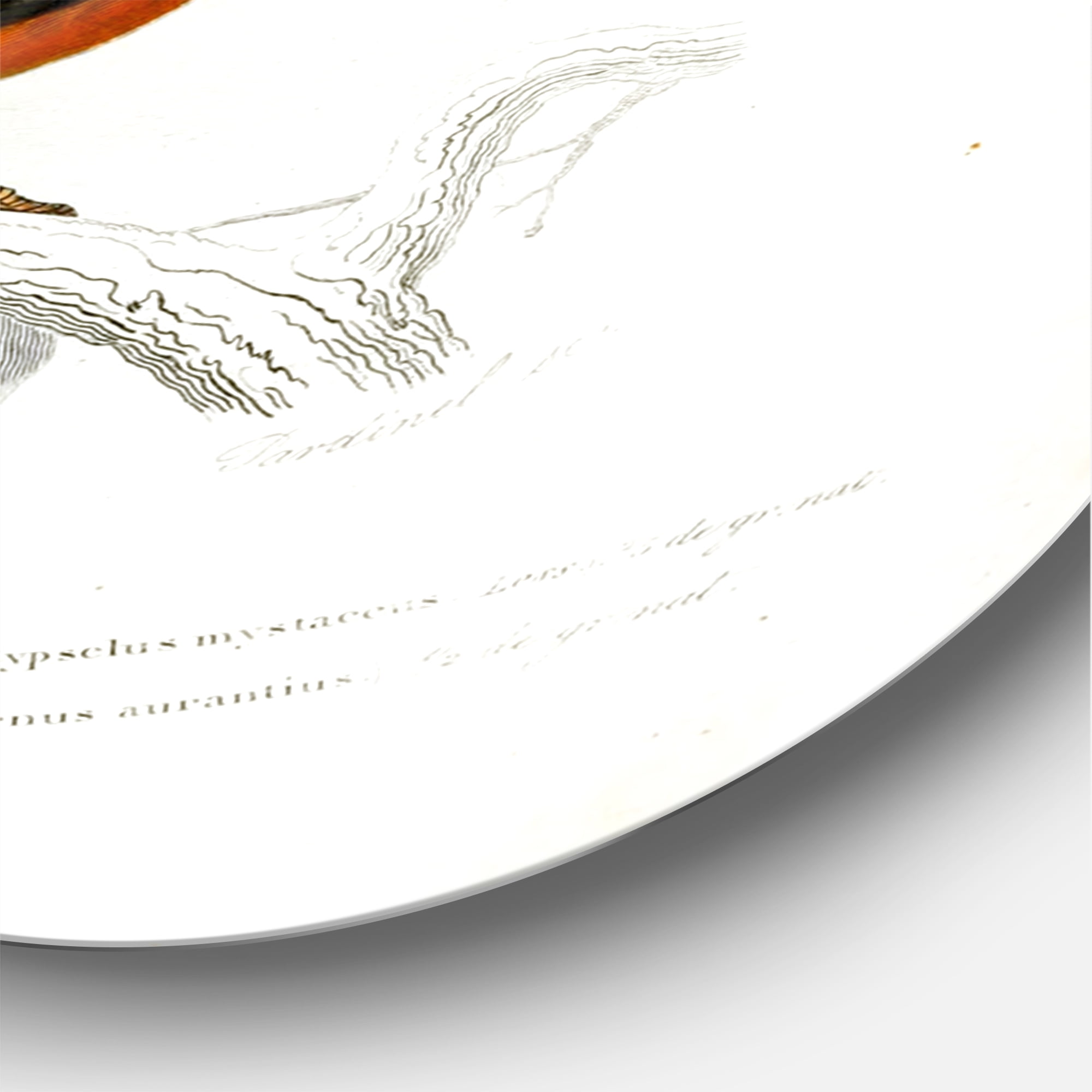 Designart 'Ancient Bird II' Traditional Circle Metal Wall Art 36x36 - Disc of 36