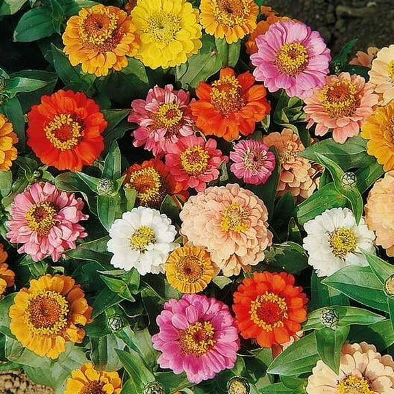 Mother Nature's Seeds Landscaper's Pack 500 Count Zinnias Dwarf Mix Plant Seeds, Non-GMO