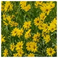 thumbnail image 1 of Everwilde Farms - 1 lb Showy Goldeneye Native Wildflower Seeds - Gold Vault Bulk Seed Packet, 1 of 4