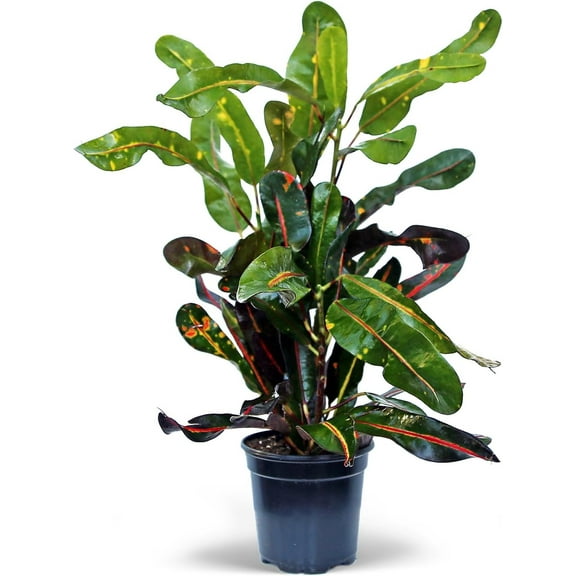 Live Croton Mammy, Variegated Tropical Houseplant, Birthday Gift, Housewarming Gift for The First Home, Valentine's Gift for Him, Christmas Gift, Office Gift in 4" Pot