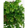 thumbnail image 3 of 1PC Artificial Green Plant Wall Hanging Vine Outdoor Courtyard Garden Decoration Home Dining, Living Room Bedroom Background Wall Stove DIY Material F, 3 of 4