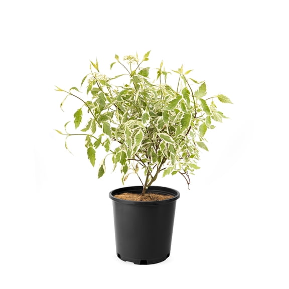 2 Gallon Silverleaf Dogwood (Cornus) Shrub