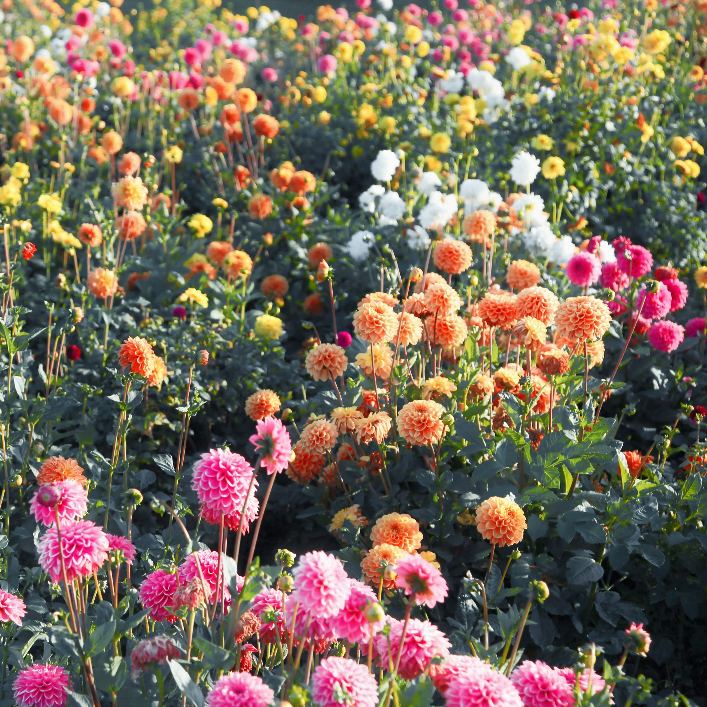 National Plant Network Dahlia Ball Mixed Bulbs (5-Pack)