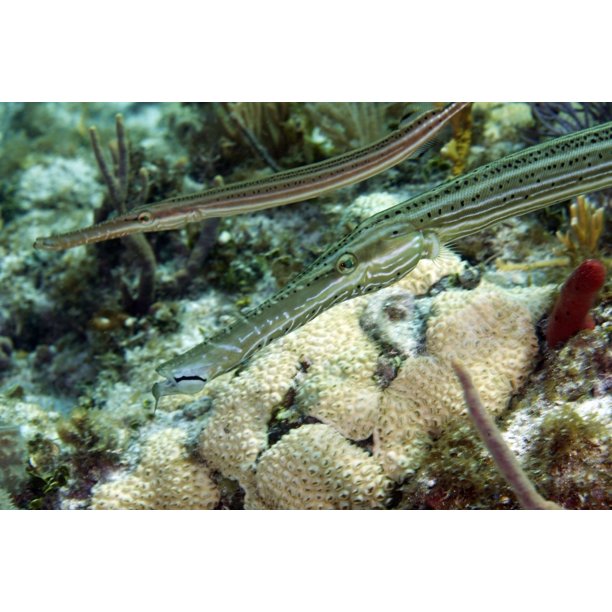 A pair of trumpetfish off the coast of Key Largo Florida Poster Print