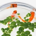 thumbnail image 4 of unbranded 6Pqt Decorativas Artificiales Para Acuario Y Estanques Con Aspecto, 4 of 8