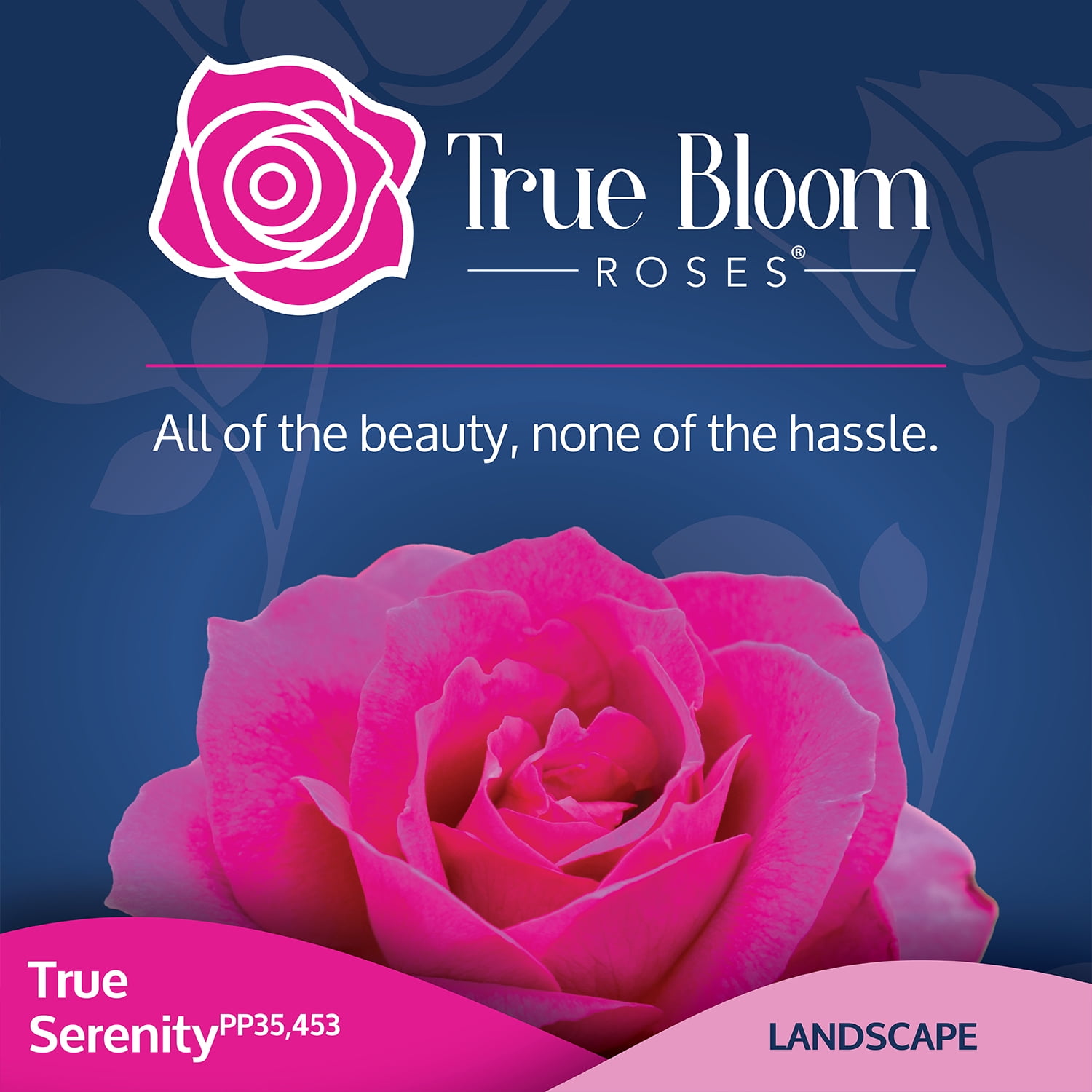 True Bloom 'True Serenity' PP28929 Deep Pink Rose Bush Roses, 8Qt. Pot, Full Sun, Live Plant