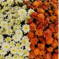 thumbnail image 5 of (2 pack) Better Homes & Gardens 3.0QT Tricolor Mum Live Plant in Orange Pumpkin Planter Full Sun, 5 of 7