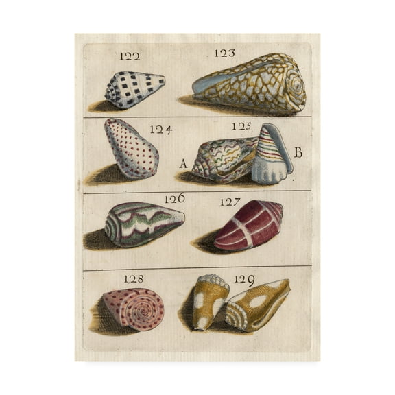 Trademark Fine Art 'Shell Collection I' Canvas Art by Unknown