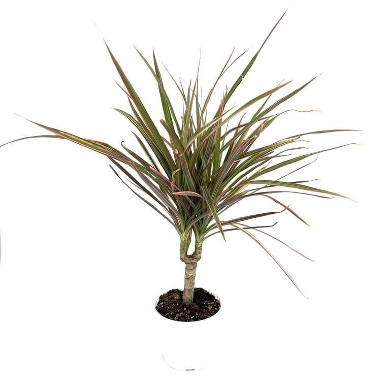dracaena marginata luftreinigung AIRY System M inkl. Drachenbaum bestellen main image 1