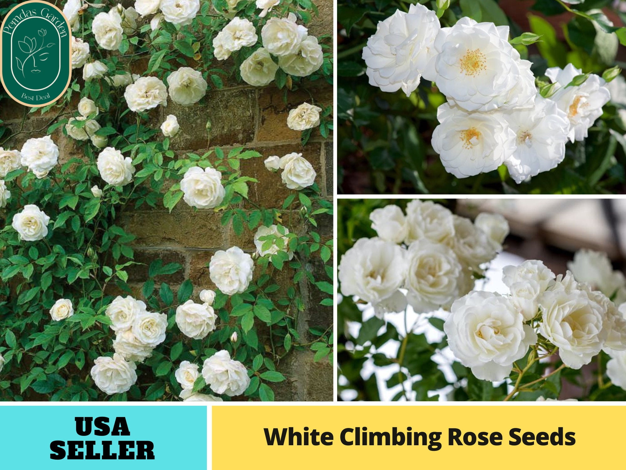 30+ SeedsWhite Climbing Rose Perennial Flower Authentic Seeds