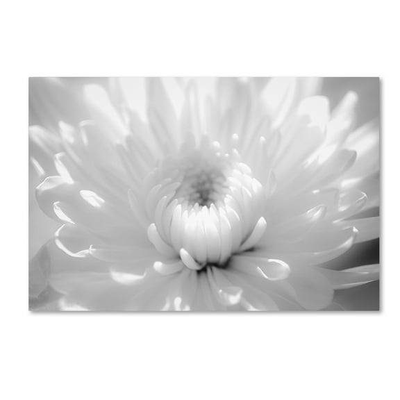 PIPA Fine Art 'Infrared Flower 2' Canvas Art