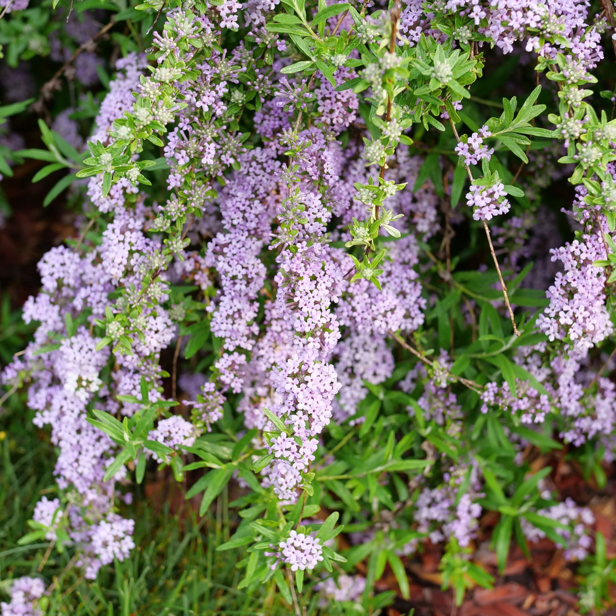 Proven Winners ColorChoice 5" Purple Mop Top Fountain Butterfly Bush Live Plant in 4.5" Pot (4 Count)
