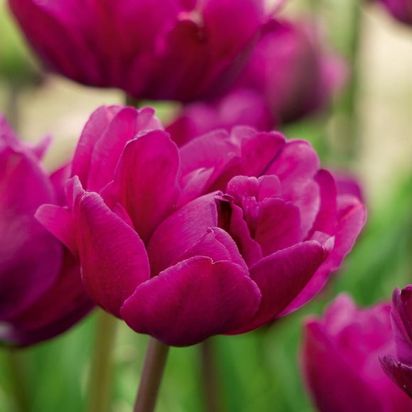 TASC Tulip Flower Bulbs-Tulip Double Late- Negrita Double(20 Bulbs)