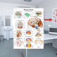 thumbnail image 2 of Clearance! Poster For Teaching Body Structure Anatomy At The Vein And Artery Aesthetics Training Institute, 2 of 3