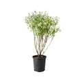 thumbnail image 1 of 2 Gallon Dappled Willow Shrub, 1 of 5