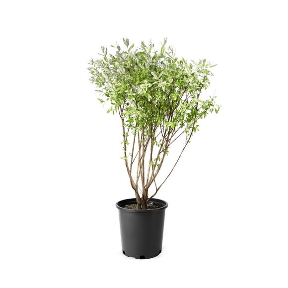 Saule Dappled (Salix), pot de 2 gal, arbuste