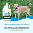 thumbnail image 4 of Kinzua Environmental Urine B-Gone-OD Professional Pet Urine Enzyme Cleaner, Pet Yard Odor Eliminator for Artificial Grass, Concrete & More, 1 gal, 4 of 8
