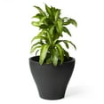 thumbnail image 4 of Step2 Fernway 20" Tall 2 Pack Round Onyx Black Indoor Outdoor Plastic Planter, 4 of 14