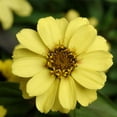 Zinnia Flower Garden Seeds Zahara Series Yellow 100 Seeds