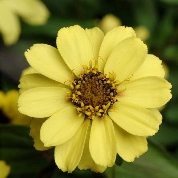 Zinnia Flower Garden Seeds - Zahara Series - Yellow - 500 Seeds - Annual Flower Gardening Seed - Zinnia Marylandia