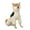 米白色, variant on Cross-border pet clothes dog jacket four-legged all-inclusive dog clothes waterproof and windproof medium and large dog belly clothes