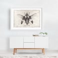 thumbnail image 2 of Megaloxanthia - Drawing Nature Vintage Botanical Black and White White Framed Wall Art Print 20 x 30 inches, 2 of 3