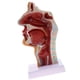 thumbnail image 3 of Modelo Anatómico de garganta y cavidad oral perfecl con base, 3 of 5
