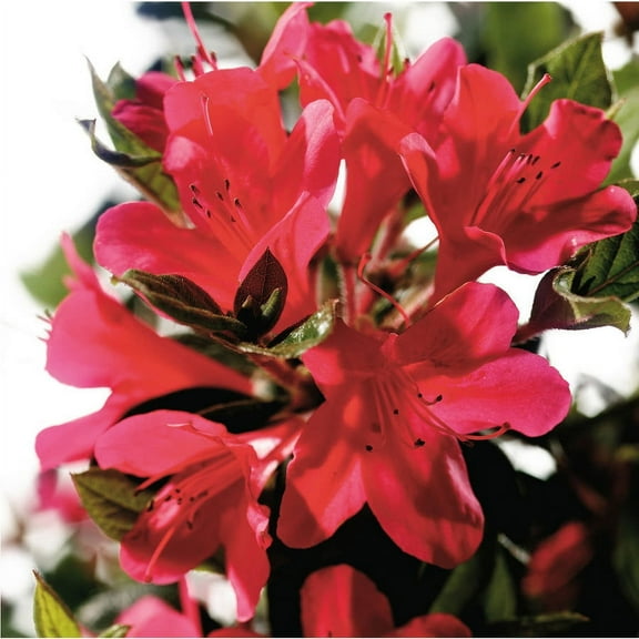 Encore Azalea Autumn Ruby (1 Gallon) Red Flowering Shrub - Full Sun Live Outdoor Plant